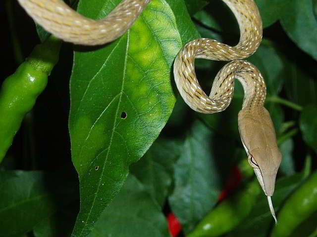 Ahaetulla prasina (Grüner Baumschnüffler)