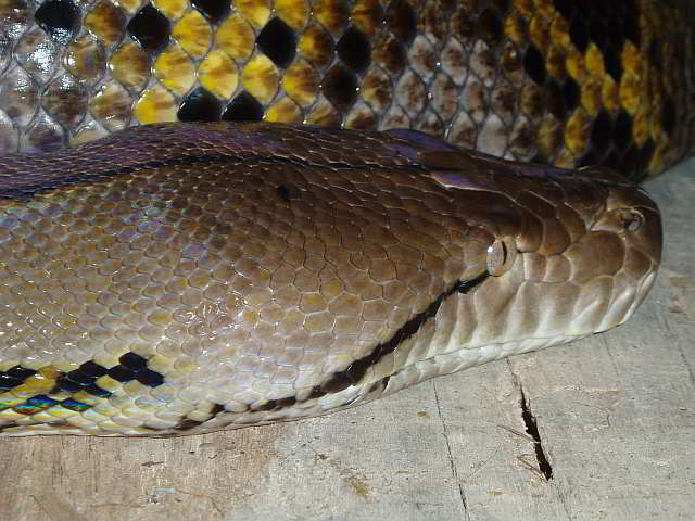 Python reticulatus (Broghammerus reticulatus*), (Netzpython)