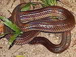 Xenopeltidae Erdschlangen