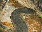 Acrochordidae Warzenschlangen