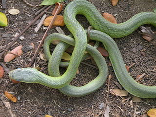 Gonyosoma prasina (grüne Strauchnatter)