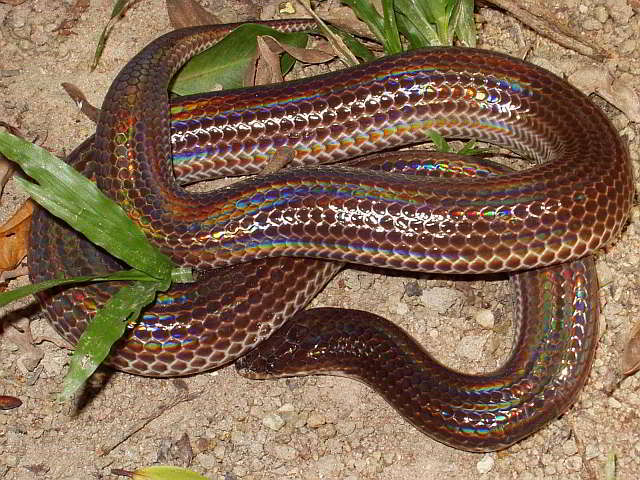 Xenopeltis unicolor (Regenbogen-Erdschlange)